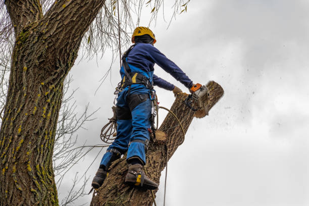 Best Tree Disease Treatment  in Holiday Island, AR